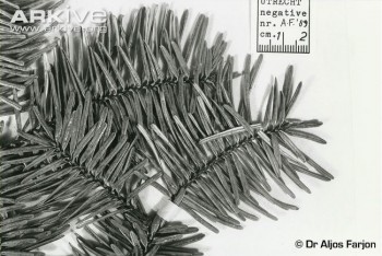 Abies fanjingshanensis