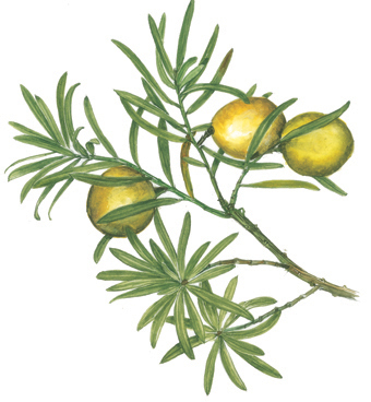 Afrocarpus falcatus