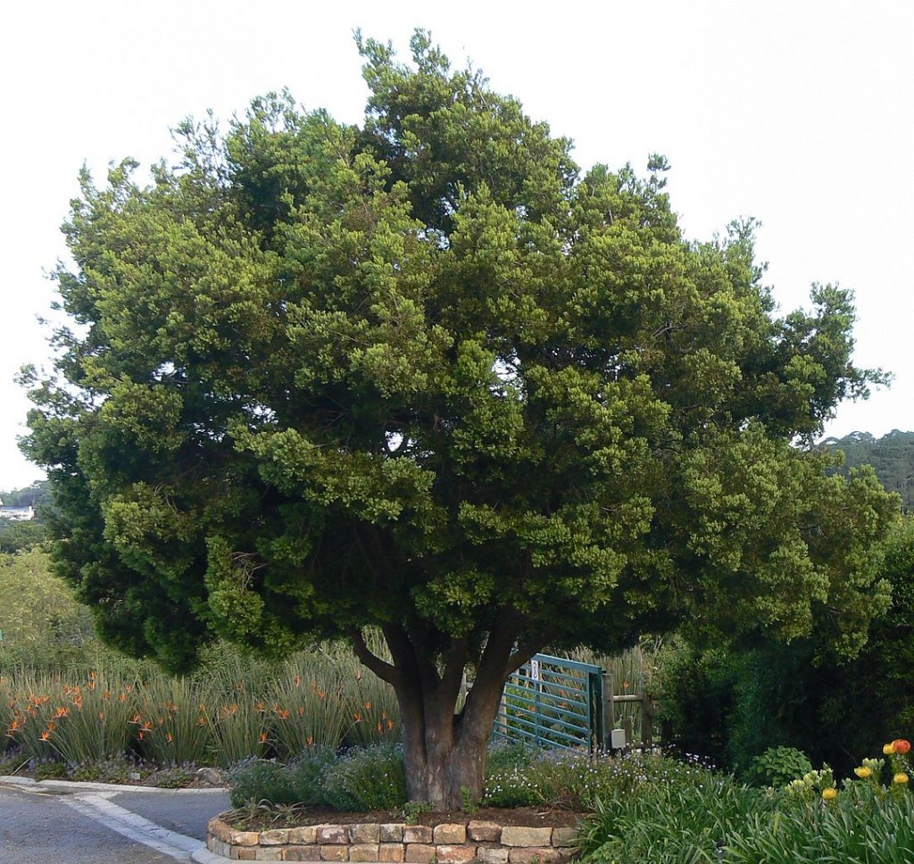 Afrocarpus falcatus