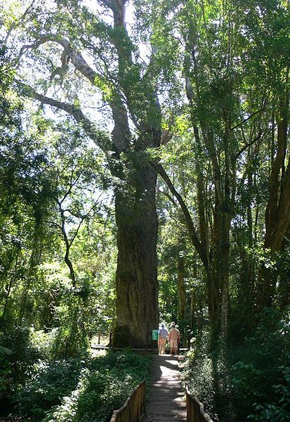 Afrocarpus falcatus