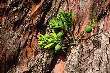 Afrocarpus falcatus