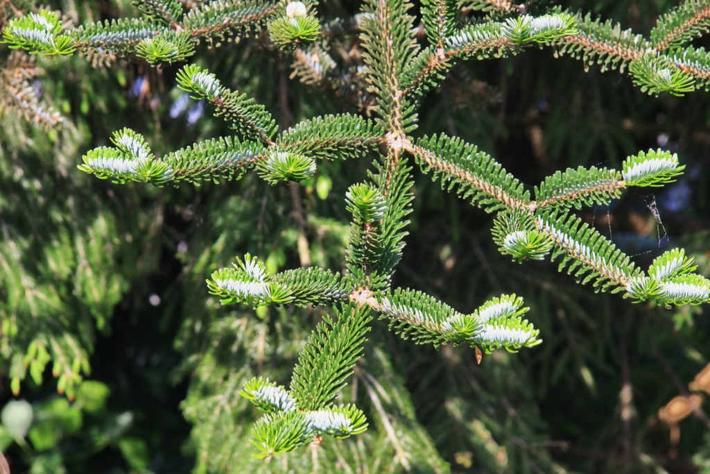 Abies fabri