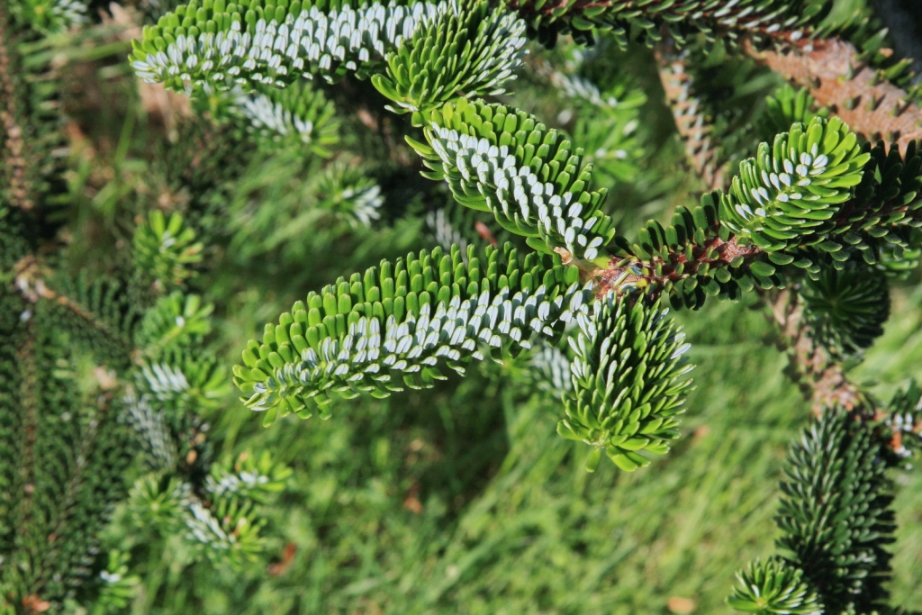 Abies fabri
