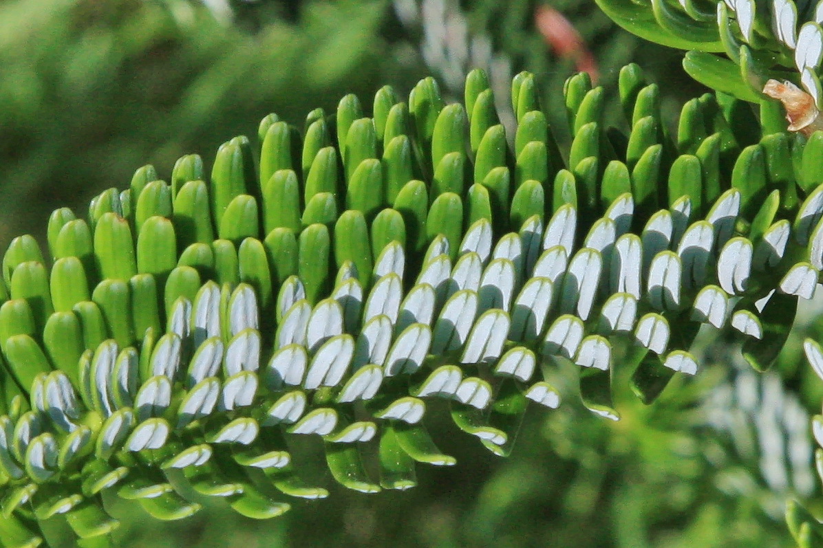 Abies fabri