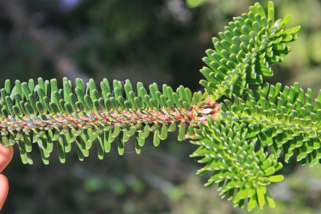 Abies fabri