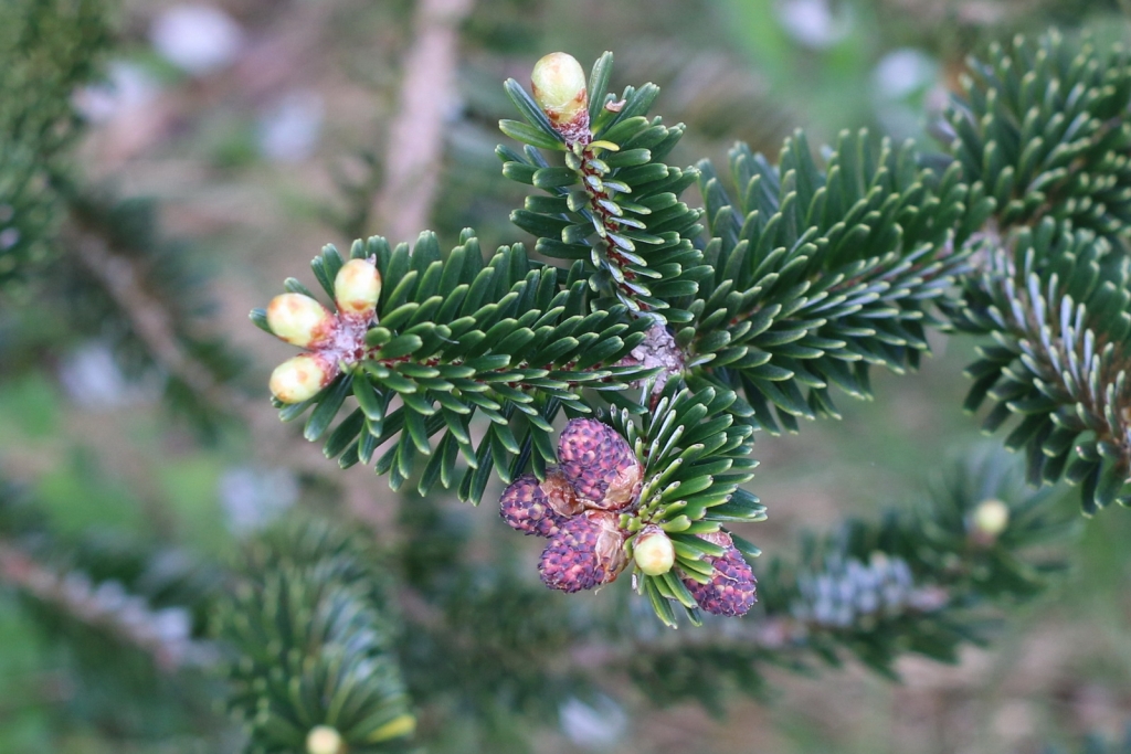 Abies fabri
