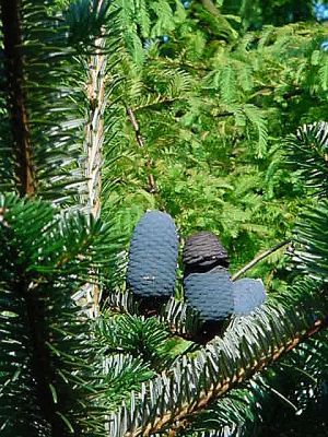 Abies fabri