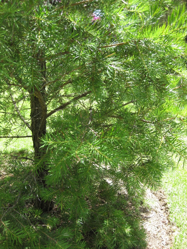 Keteleeria evelyniana