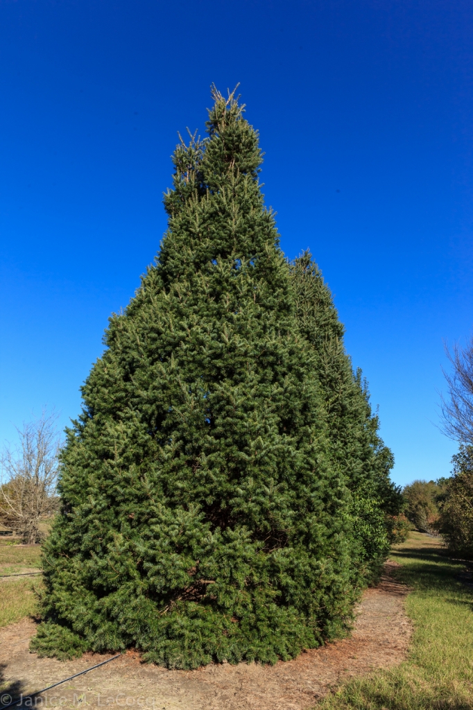 Keteleeria evelyniana
