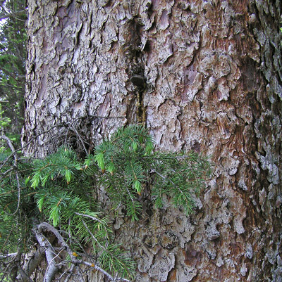 Picea engelmannii