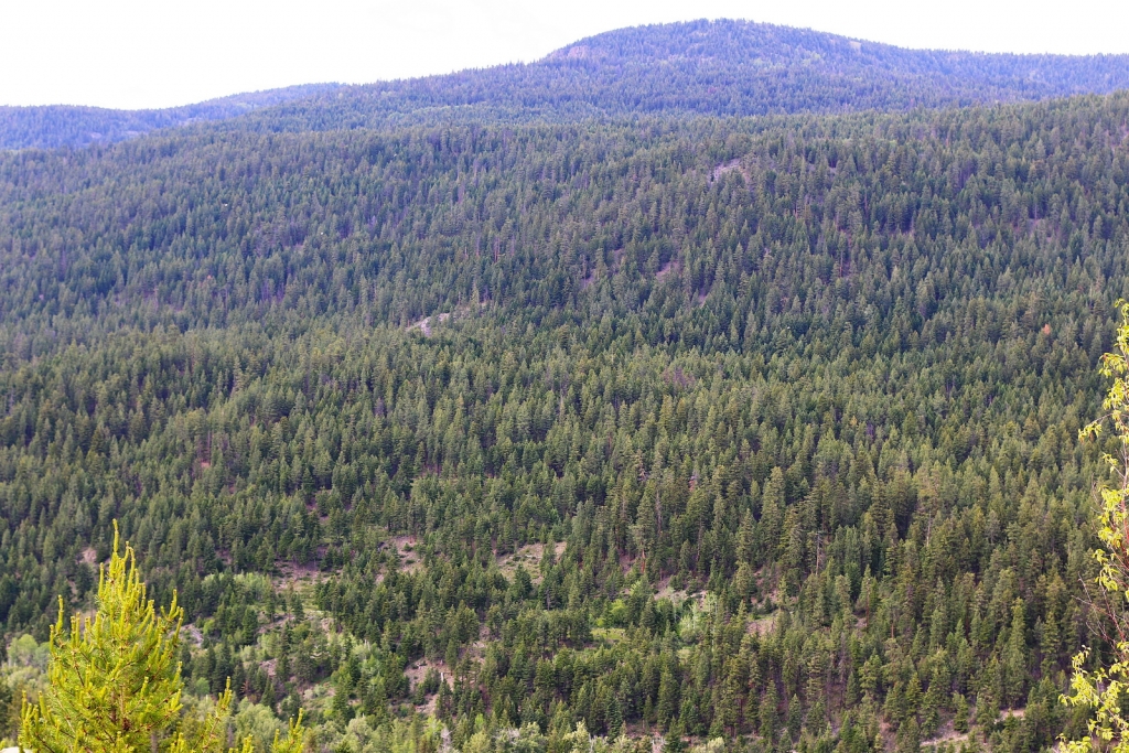 Picea engelmannii