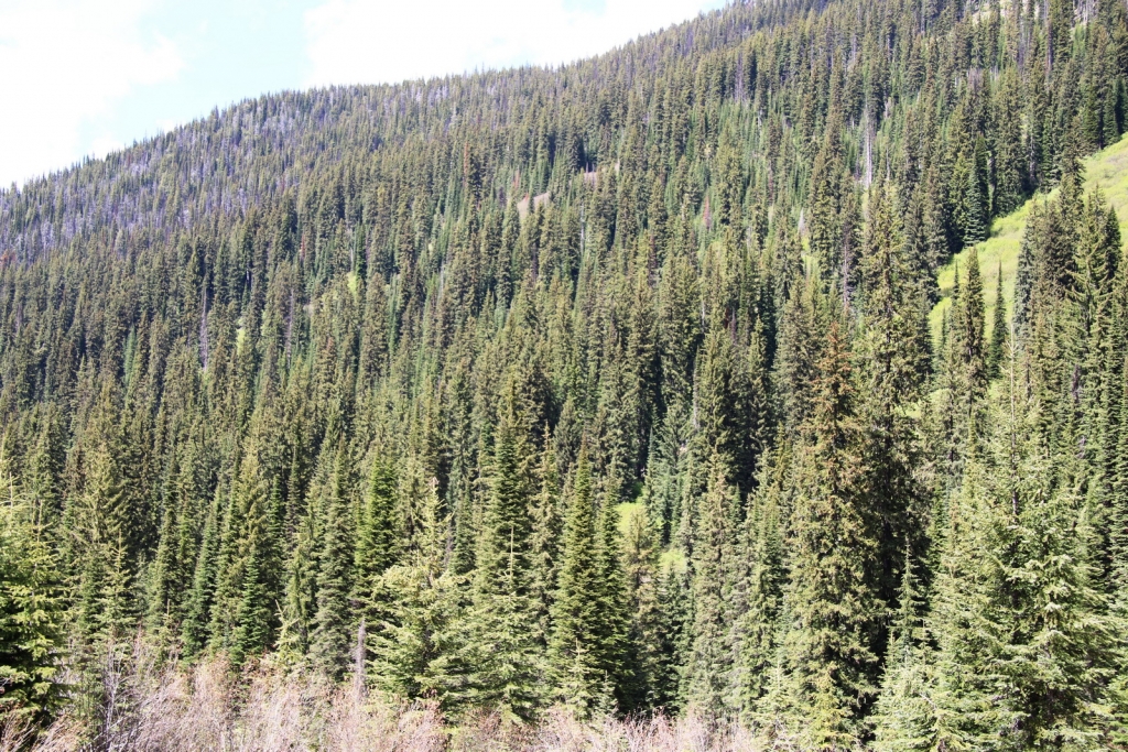 Picea engelmannii