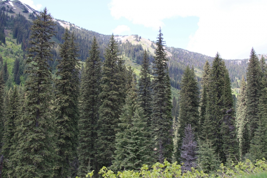 Picea engelmannii