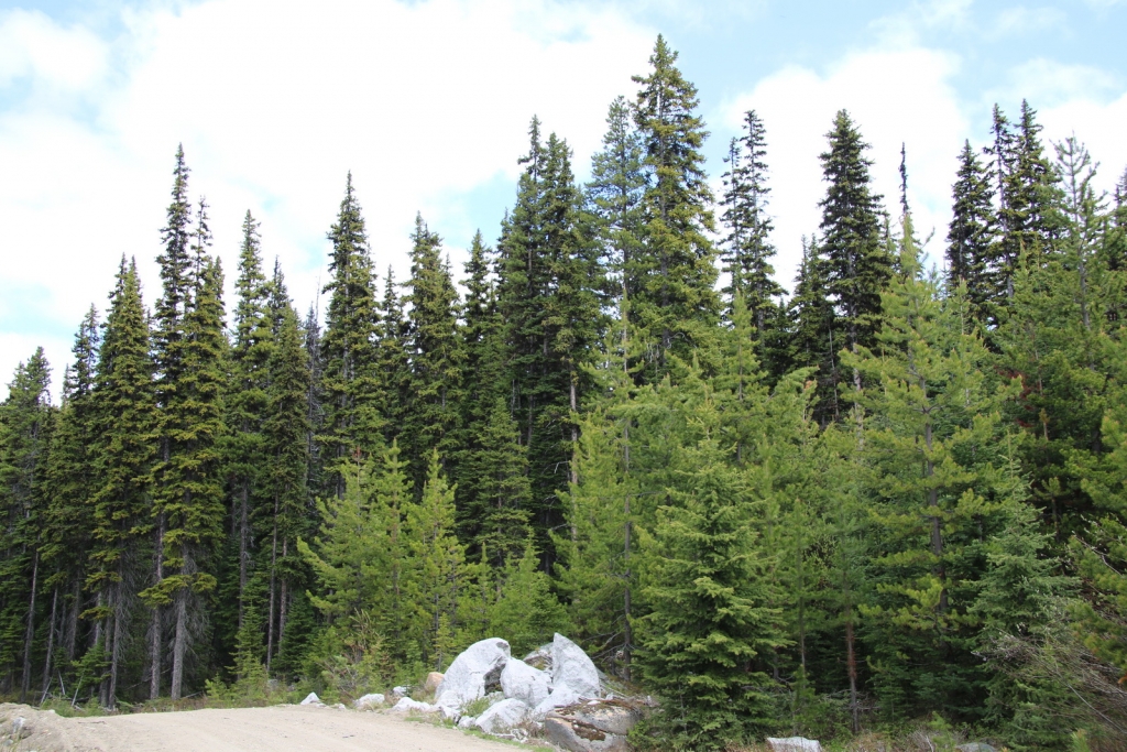Picea engelmannii