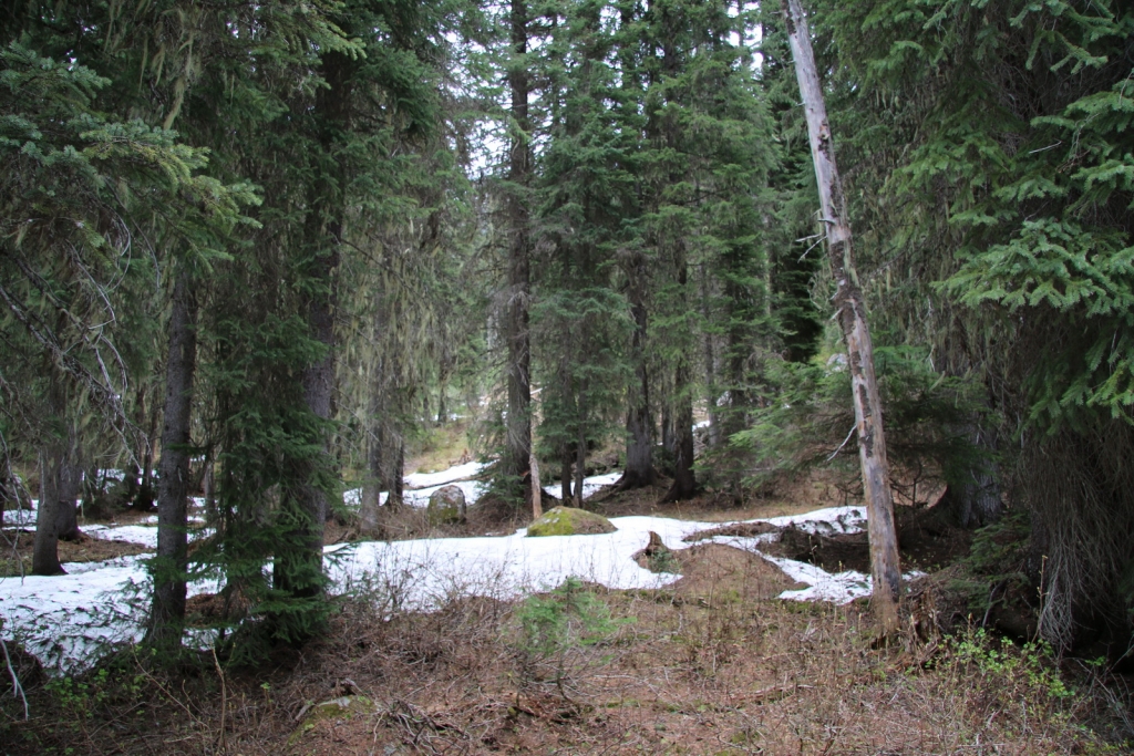 Picea engelmannii
