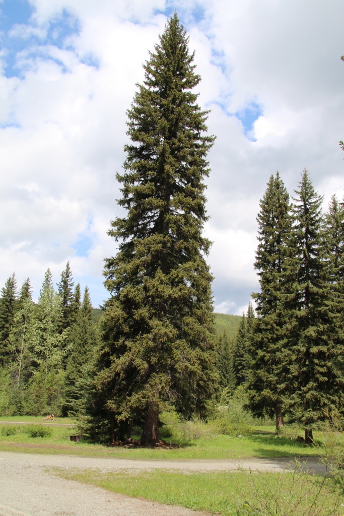 Picea engelmannii