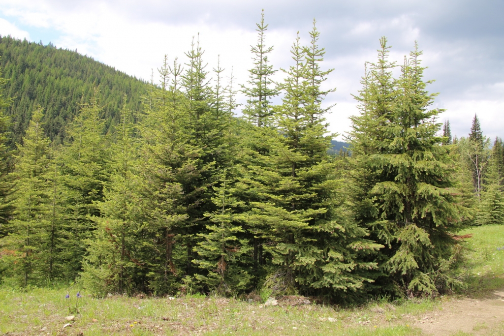 Picea engelmannii
