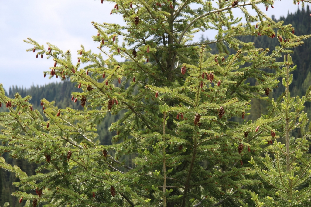 Picea engelmannii
