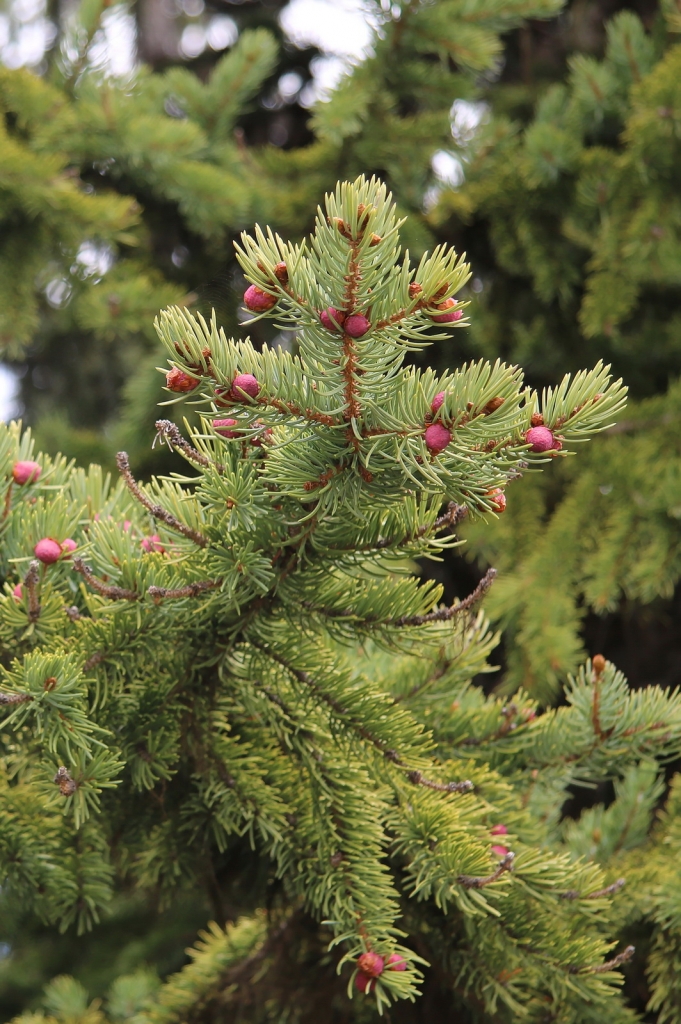 Picea engelmannii