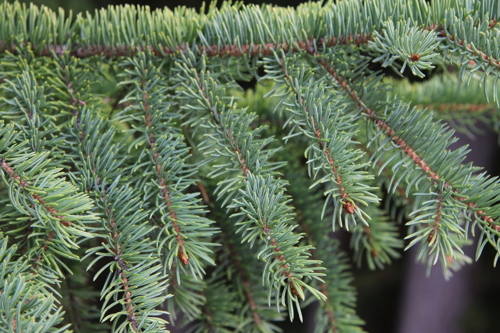 Picea engelmannii