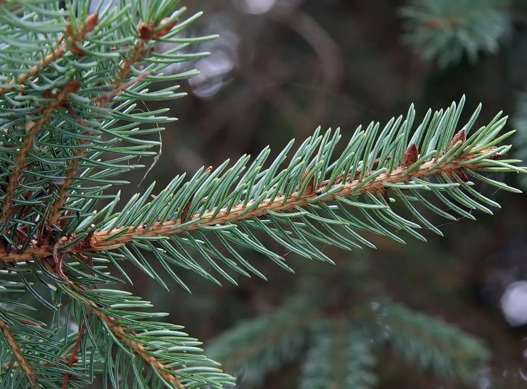 Picea engelmannii