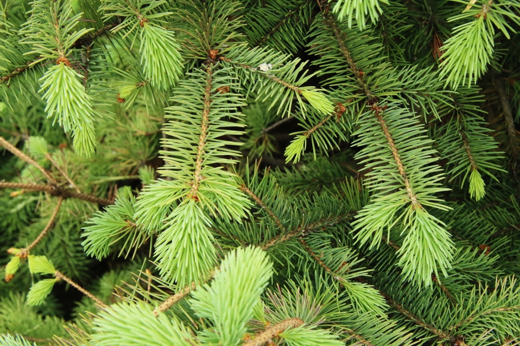 Picea engelmannii