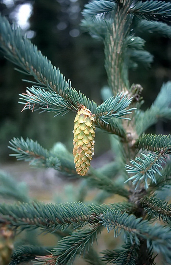 Picea engelmannii