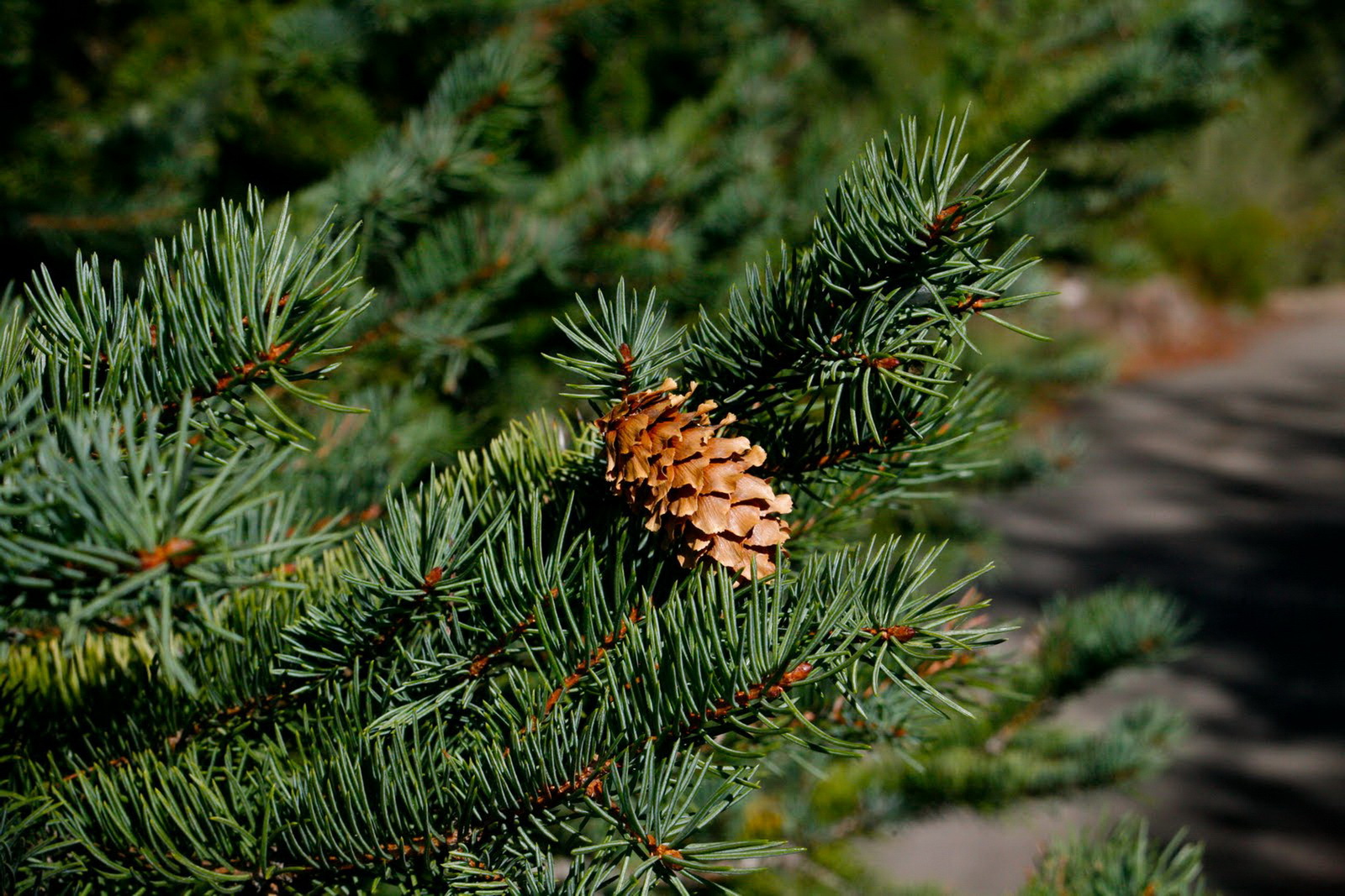 Picea engelmannii