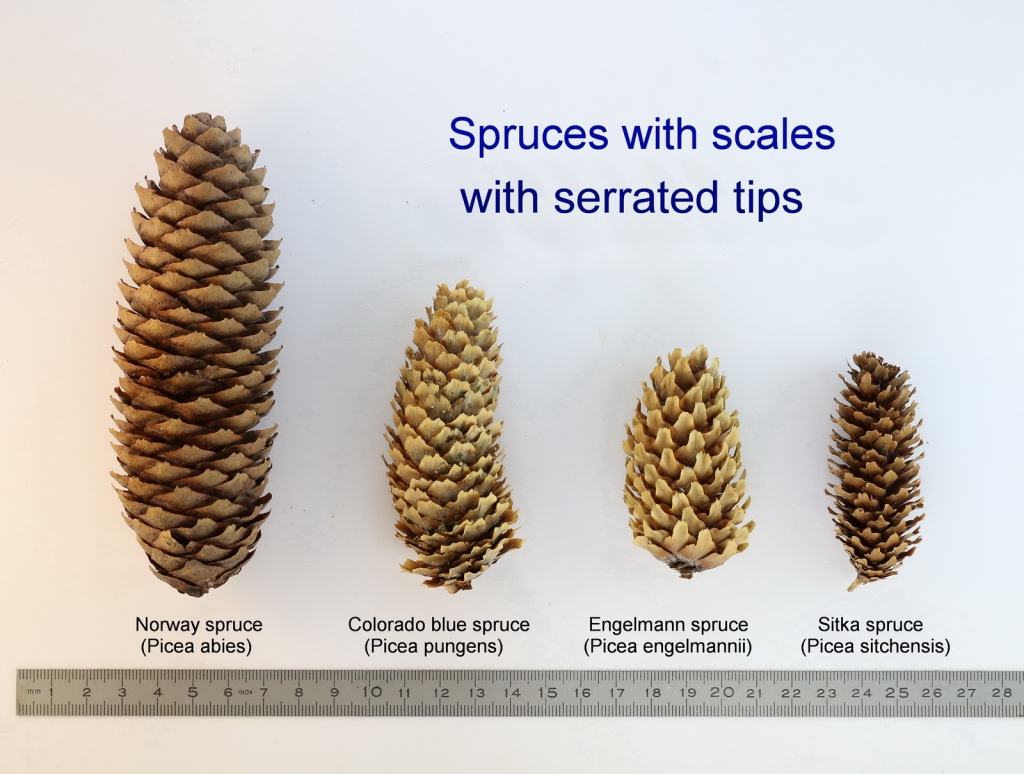 Picea engelmannii