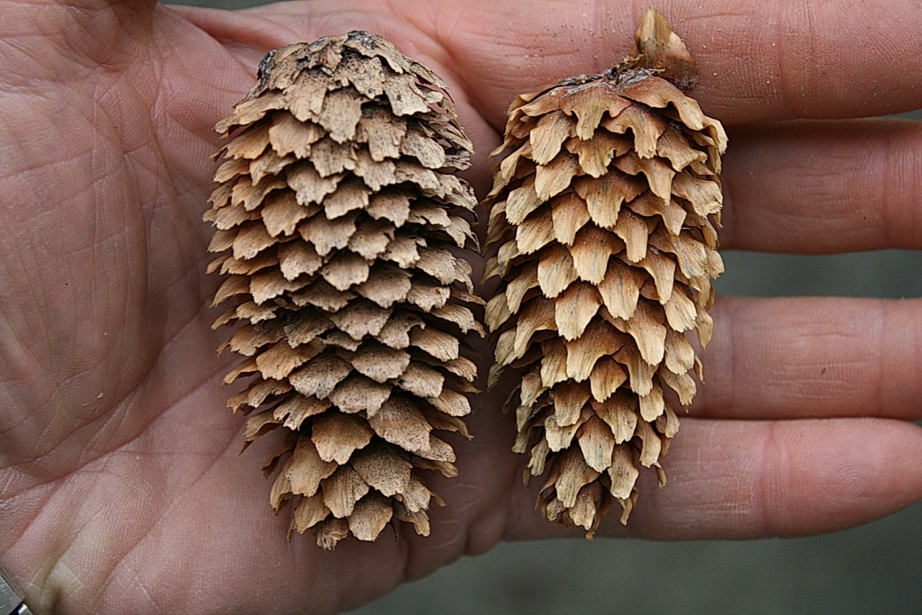 Picea engelmannii