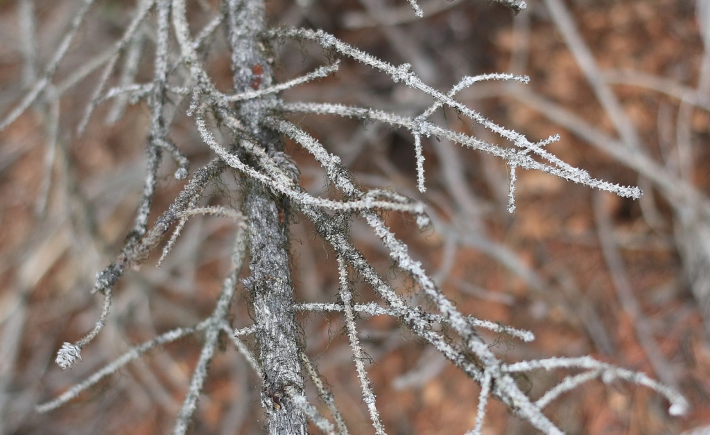 Picea engelmannii