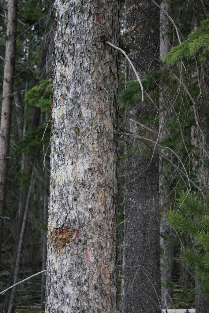 Picea engelmannii