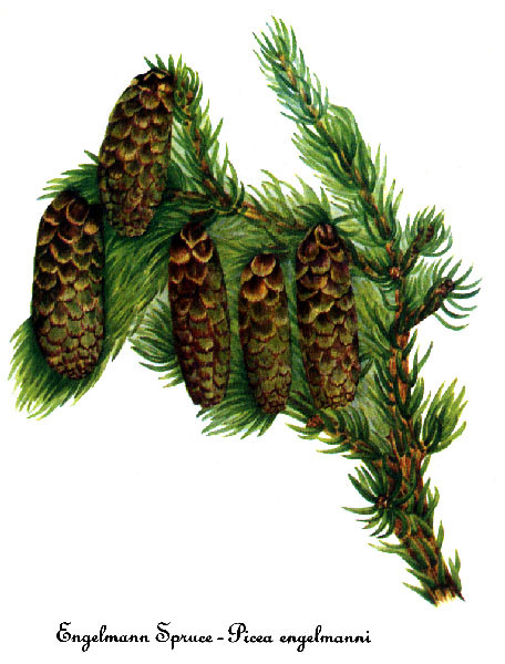 Picea engelmannii