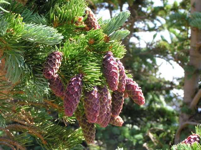 Picea engelmannii