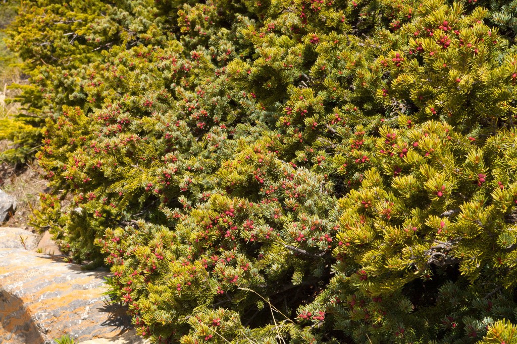 Picea engelmannii