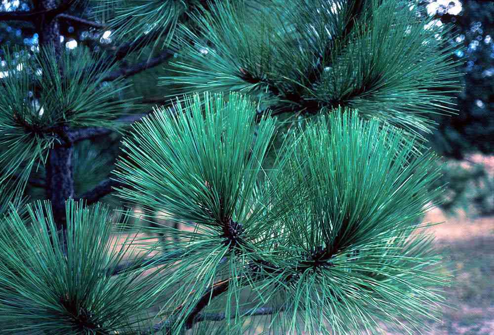 Pinus engelmannii