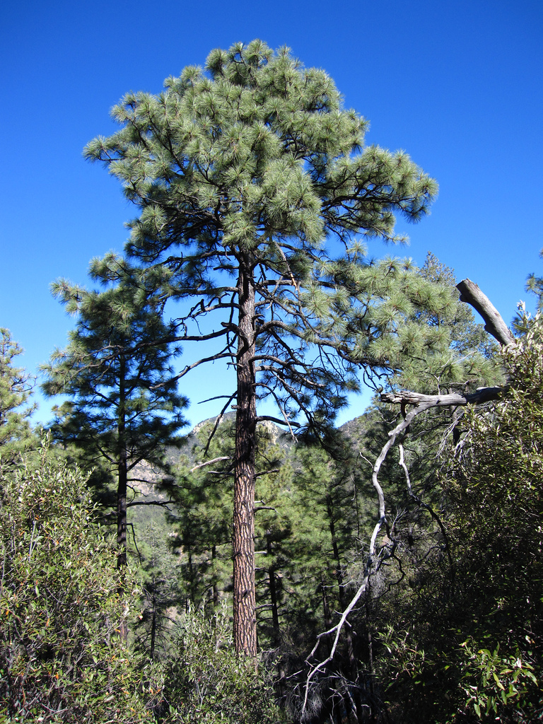 Pinus engelmannii