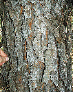 Pinus engelmannii