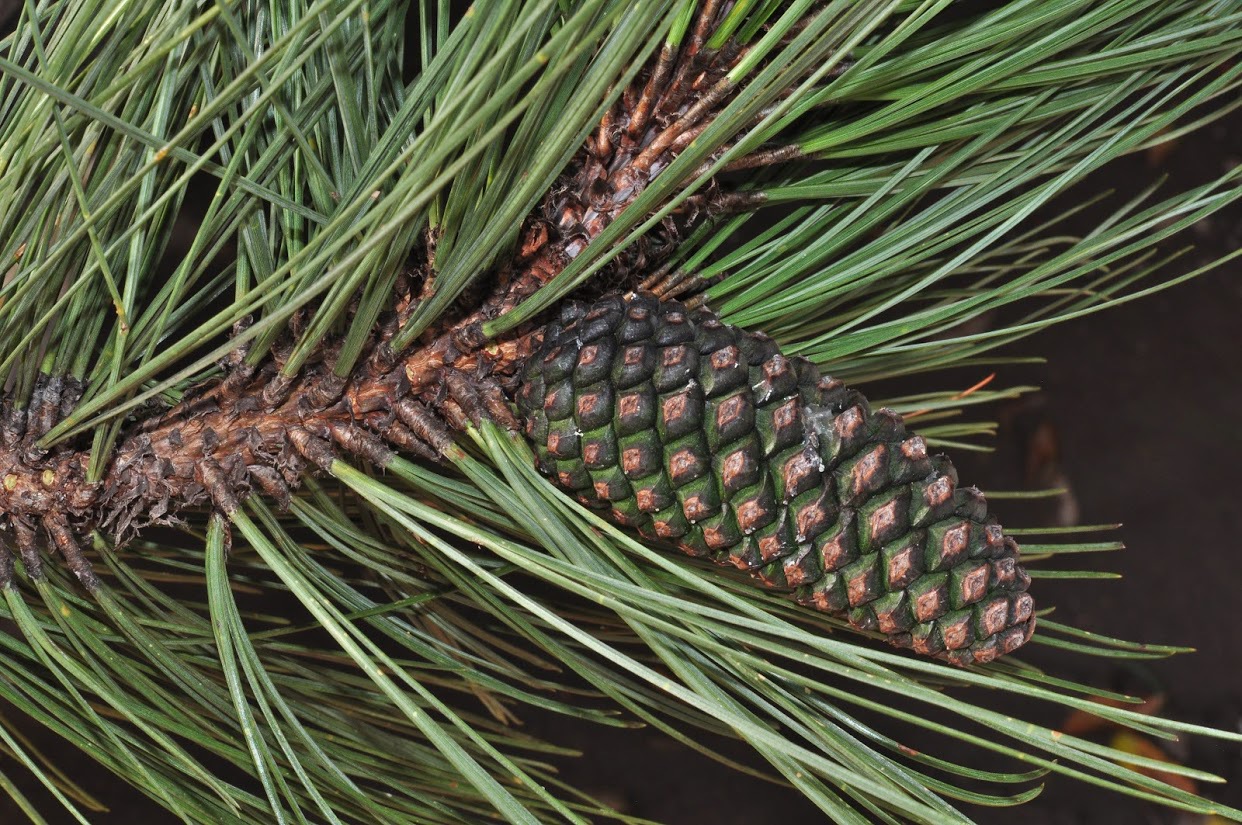 Pinus engelmannii