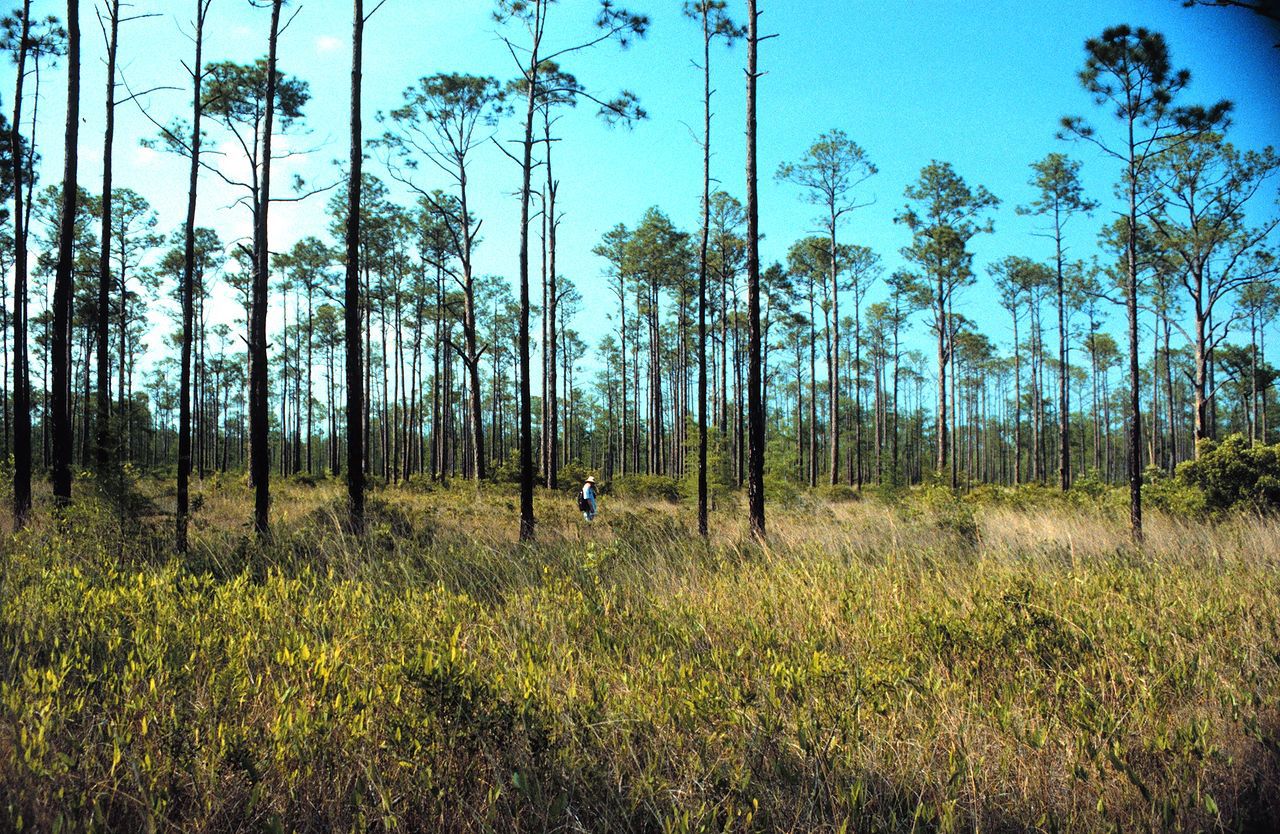 Pinus elliottii