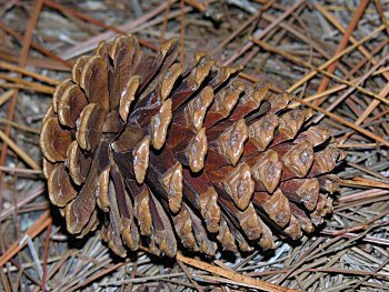 Pinus elliottii