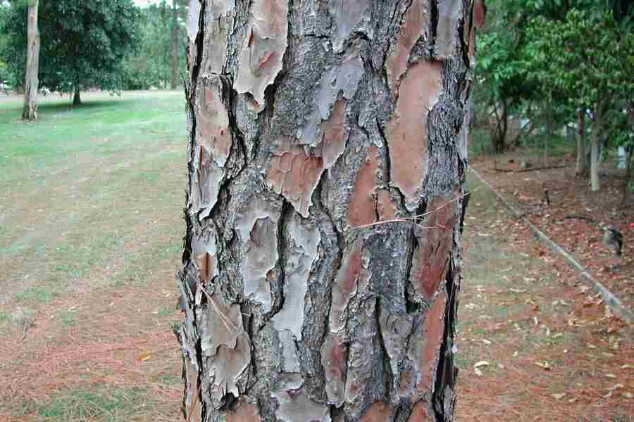 Pinus elliottii