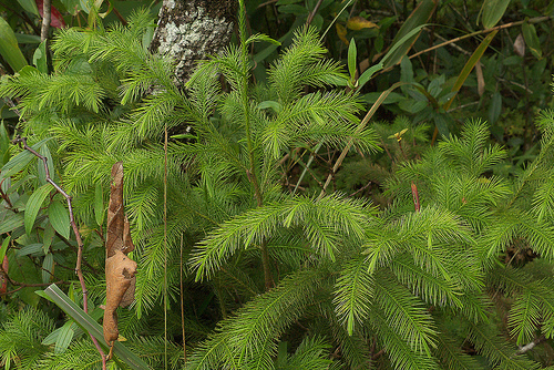 Dacrydium elatum