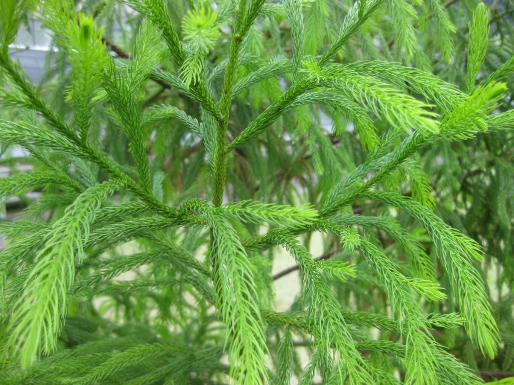 Dacrydium elatum