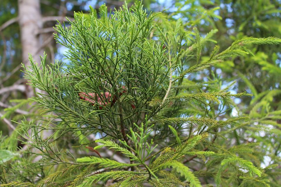 Dacrydium elatum