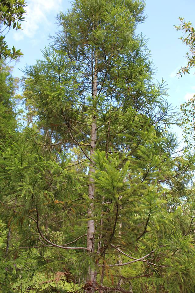 Dacrydium elatum