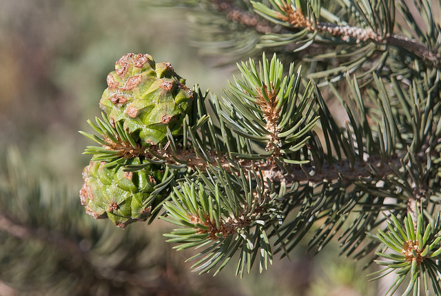Pinus edulis