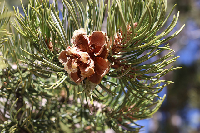 Pinus edulis