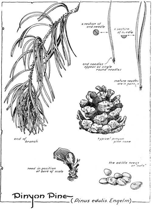 Pinus edulis