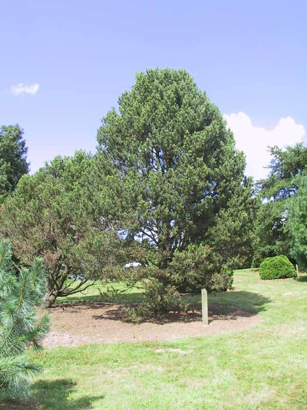 Pinus edulis